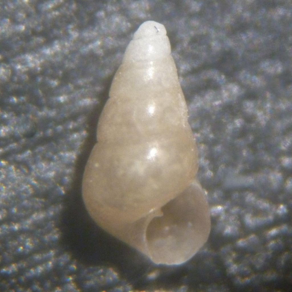 Pyramidellide da determinare